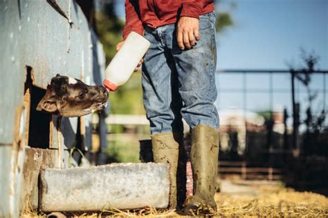 calf suck man|Calf sucking the balls and cock of this farmer